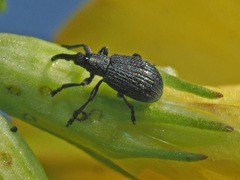 Ischnopterapion loti