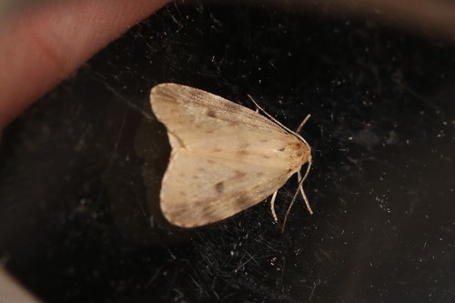 Round-winged Muslin, Ede, Nederland, photo 8 of 10