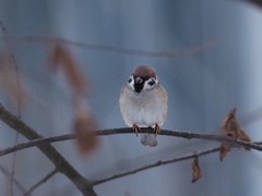 Passer montanus
