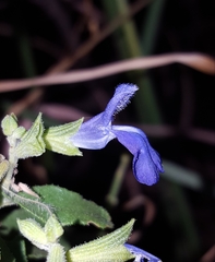 Salvia lycioides