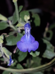 Salvia lycioides