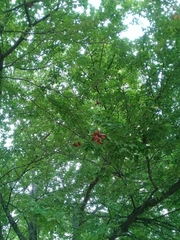 Pithecellobium dulce