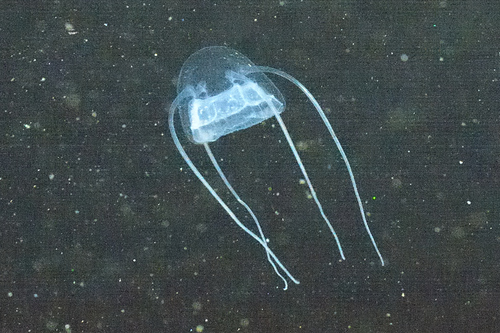 Solmundaeginidae image