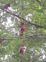 Pithecellobium dulce