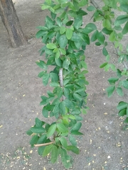 Pithecellobium dulce