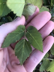 Aegopodium podagraria