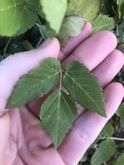 Aegopodium podagraria