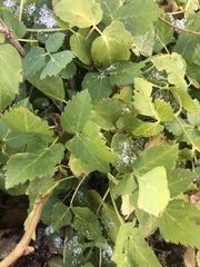 Aegopodium podagraria