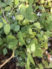 Aegopodium podagraria