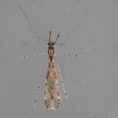 Empicoris orthoneuron