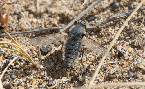 Macrocondyla albopilosa