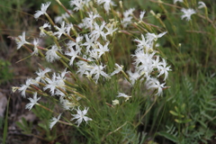 Dianthus acicularis
