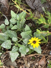 Helianthus debilis image