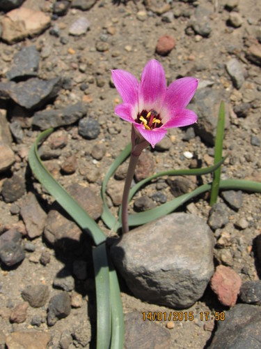 Lirio del campo