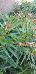 Nerium oleander