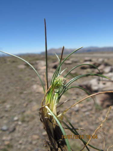 Carex argentina (Carex argentina)