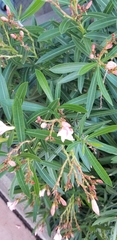 Nerium oleander