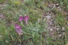 Hedysarum argyrophyllum