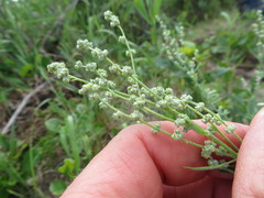 Chenopodium leptophyllum