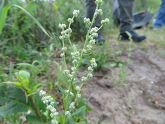 Chenopodium leptophyllum