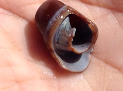 Atrimitra idae