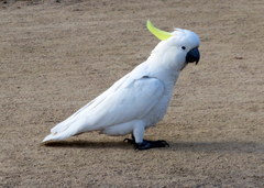 Cacatua galerita