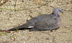 Streptopelia chinensis