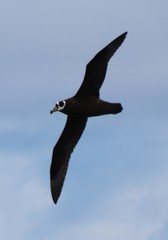Procellaria conspicillata