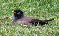 Acridotheres tristis