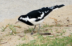 Grallina cyanoleuca