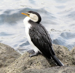 Microcarbo melanoleucos