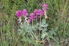 Hedysarum argyrophyllum