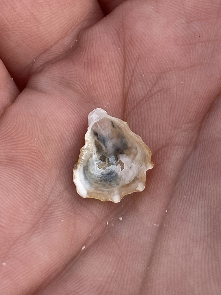 Crested Oyster