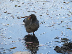 Gallinula tenebrosa