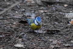 Cyanistes caeruleus