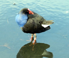 Porphyrio melanotus