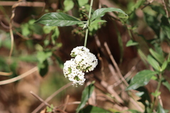 Tournefortia hartwegiana