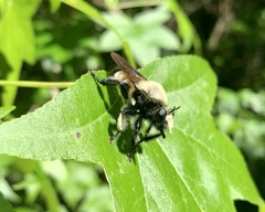 Laphria macquarti