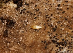 Proatelurina pseudolepisma