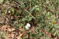 Tournefortia hartwegiana