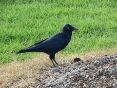 Corvus mellori