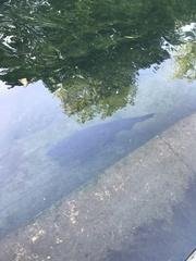 Salmo trutta