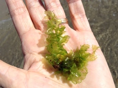 Ulva californica