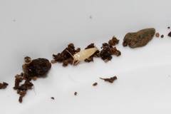Proatelurina pseudolepisma