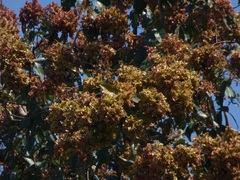 Terminalia paniculata