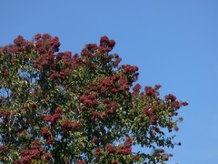 Terminalia paniculata