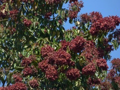 Terminalia paniculata