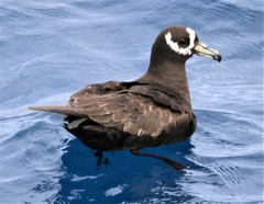Procellaria conspicillata
