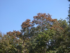 Terminalia paniculata