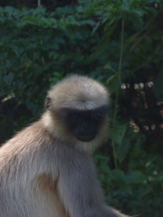 Semnopithecus